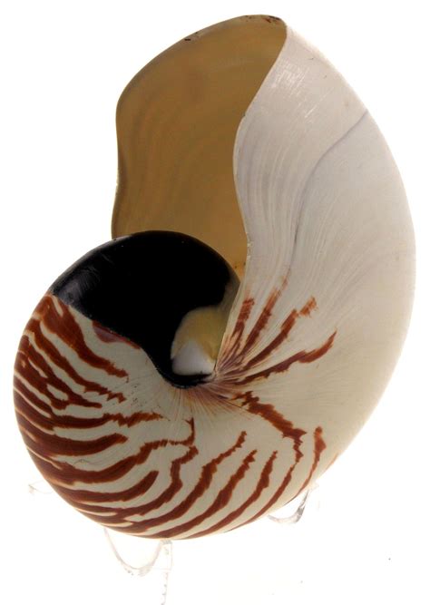 Giant Shell Nautilus 7 Large Chambered Pompilius Seashell 175mm Clear