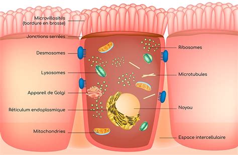 Entérocyte Caractéristiques Et Rôles Biologiques Nutrixeal Info