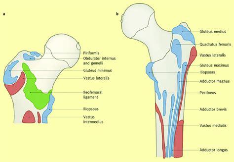 A Anterior View Of Proximal Femur Muscle Attachments B Posterior