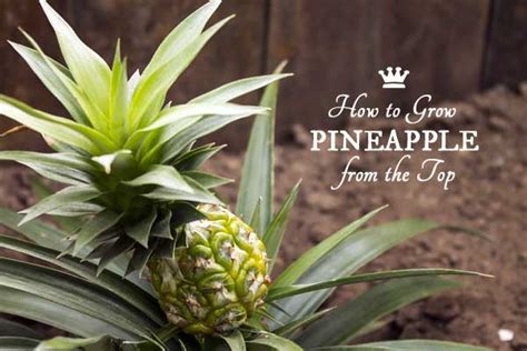 How To Grow A Pineapple Plant Indoors Empress Of Dirt