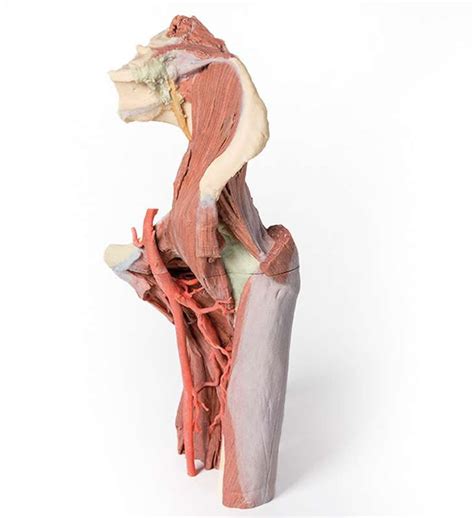 Lower Limb Deep Dissection Of A Left Pelvis And Thigh Ean