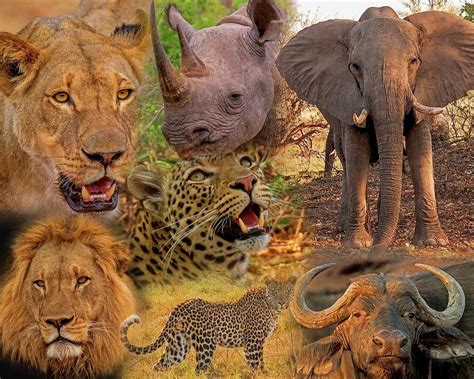 African Big Five Montage Photograph By Larry Linton