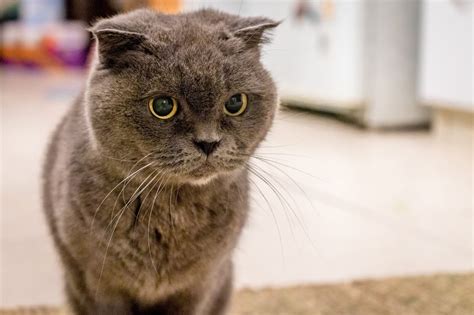 British Shorthair Cat Breed Information Facts And More