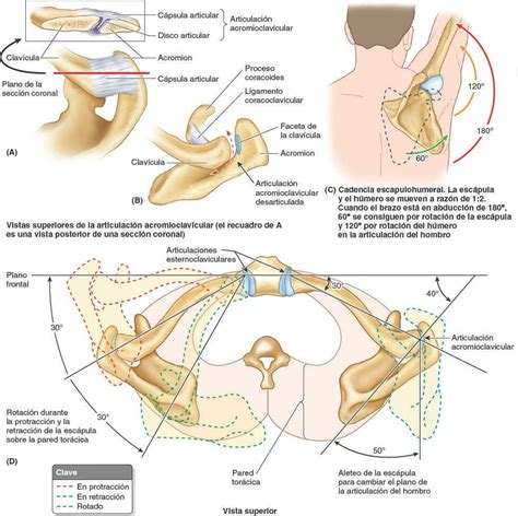 Articulaciones Del Miembro Superior Enfermer A