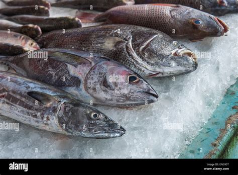 Freshly Caught Fish On Ice Fish Market Fort Cochin Kochi Kerala