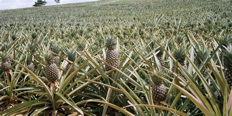 How To Start Lucrative Pineapple Farming Agriculture Nigeria