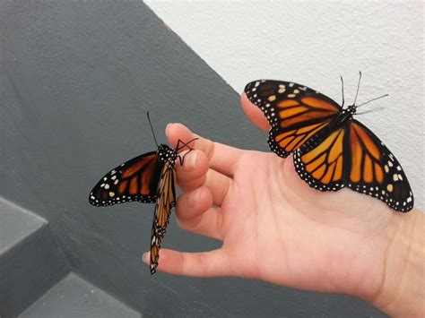 Pintrest Nessaliving Instagram Vanessalivingston Butterfly