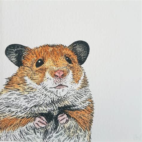 Peeking Hamster Giclée Print By Amelia Illustration