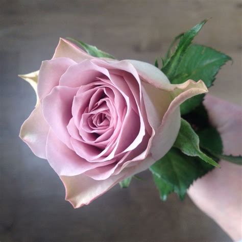 Memory Lane Rose The Dusky Pink Wedding Flower Taken By Laura Drury