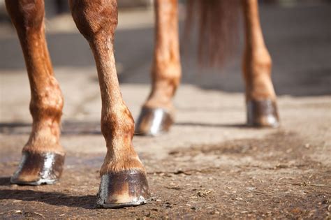 Ringbone Reality Check What It Could Mean For Your Horse Horse Rookie