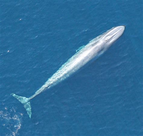 California Blue Whales Rebound From Whaling First Of Their Kin To Do