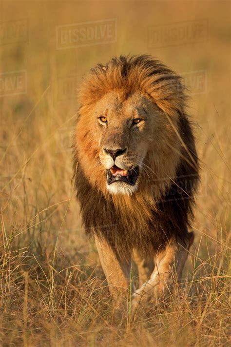 African Lion Panthera Leo Male Maasai Mara Kenya Africa Stock