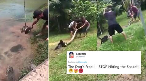 Video Men Save Dog From Clutches Of Python But Not Everyone Is Happy