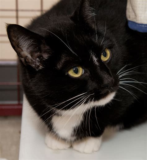 These Cute Cats Are Waiting For You To Adopt Them Wtop