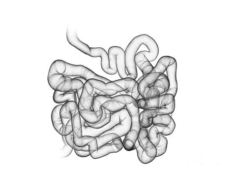 small intestine photograph by sebastian kaulitzki science photo library fine art america