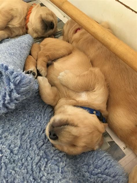 3 Week Old Golden Retriever Old Golden Retriever Hilarious Animals