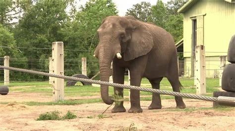 Escaped Zoo Elephant Recaptured Youtube