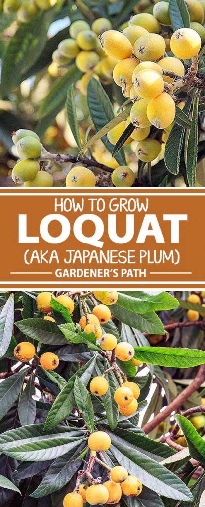 How To Grow Loquat Eriobotrya Japonica Gardeners Path