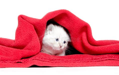Cute Kitten And Red Blanket Stock Photo Image Of Resting Cute 20075038