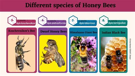 Different Species Of Honey Bees Indian Black Bee Apis Karinjodian