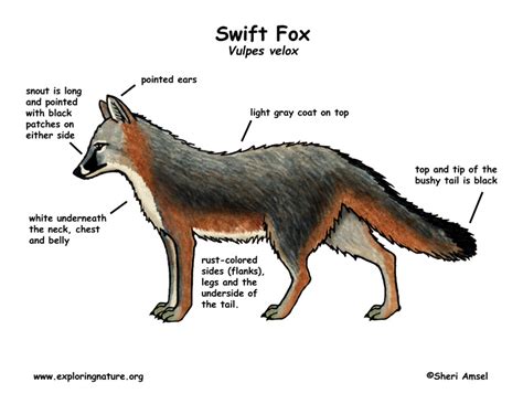 Fox Swift
