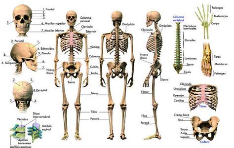 Mapa Conceptual Del Sistema óseo ¡guía Paso A Paso