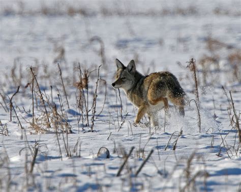 Coyote 7912 Coyote Coyote Hunting Song Dog