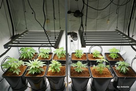 How To Grow Cannabis Indoors Dutch Passion