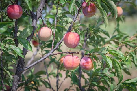 Your Guide To Growing Peach Trees In Your San Antonio Backyard