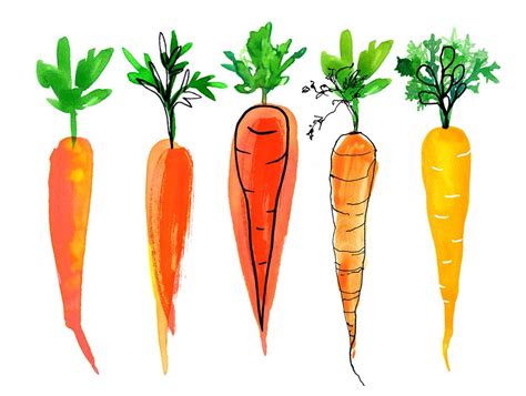 Carrots © Magrikie Vegetable Illustration Illustration Pen Illustration