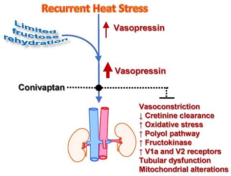 Vasopressin Mediates The Renal Damage Induced By Limited Fructose