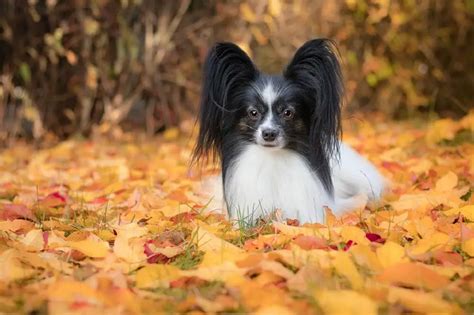 Papillon Dog Breed Information Facts Training Tips And More