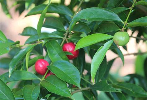 Penelitian tersebut dilakukan oleh lembaga penelitian dan institusi perguruan tinggi. Gambar Daun Dan Buah Mahkota Dewa - AR Production