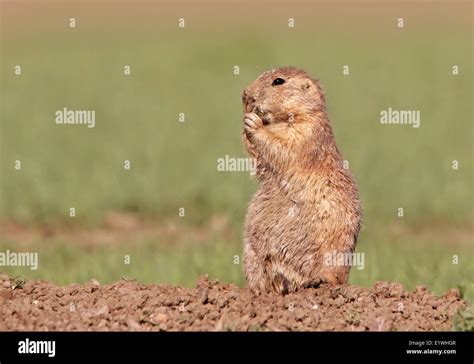 Black Tailed Prairie Dog Cynomys Ludovicianus In Grasslands National