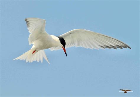 Common Tern 8956 Birdforum