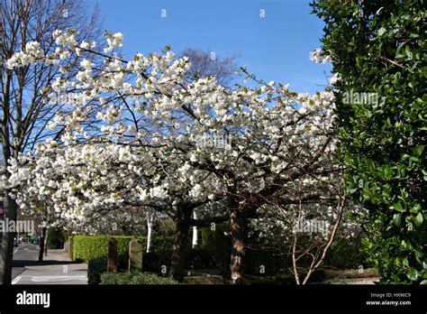 White Cherry Blossom Trees On A Spring Day Stock Photo Alamy