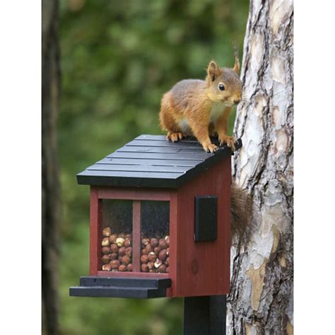Balladen om herr fredrik åkare och den söta fröken cecilia lind. Squirrel feeder - Mangiatoia per Scoiattoli Rossa ...