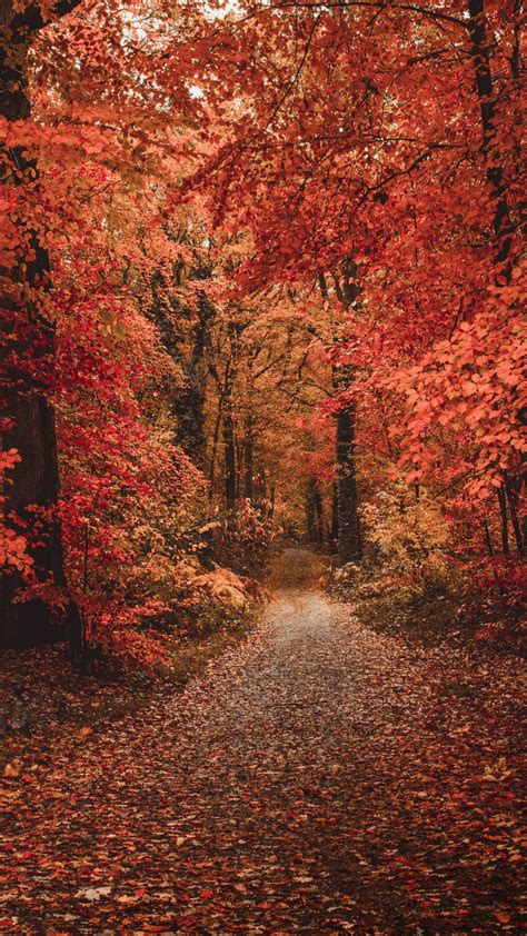 Download 1080x1920 Forest Colorful Leaves Fall Path Autumn