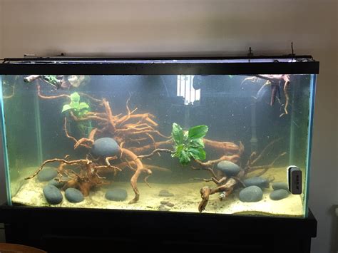 Starting My Congo River Biotope Tank Any Advice And Suggestions Are