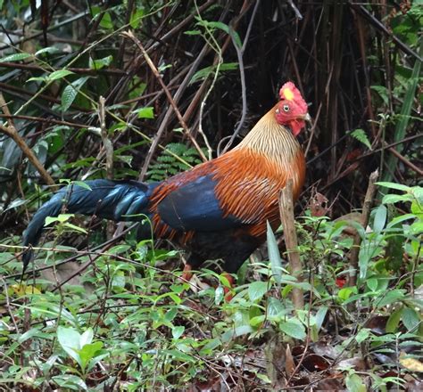 Sunshinecoastbirds Highlands And Dry South East Birding Sri Lanka Part 1