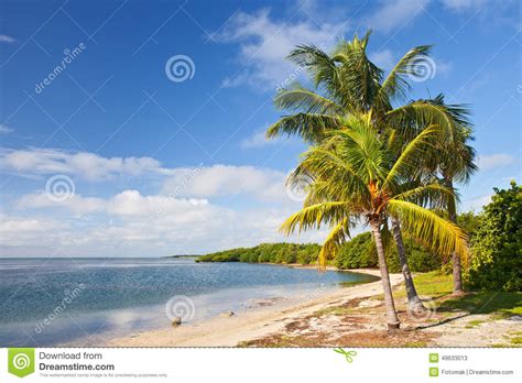 Palm Trees Ocean And Blue Sky On A Tropical Beach Stock