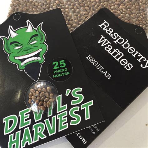 The Devils Harvest Seeds Breeder Seed Bank Info Growdiaries