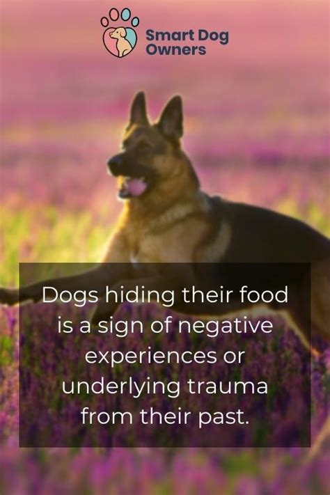 Dogs Hiding Their Food Is A Sign Of Negative Experiences Or Underlying