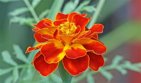 Marigold atau bunga yang terkenal dengan nama bunga gemitir atau gumitir (khas pulau bali), warna kuning cerah ditelisik dari namanya bunga marigold ini mempunyai arti tiap sepanjang bulan. Arti Bunga Marigold Dan Cara Merawatnya - TAMAN TANAMAN HIAS