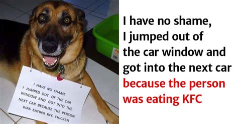 One thing to keep in mind, though, is that you must consult your dietitian before. 28 Hilarious Photos Of Dogs Who Have Been Good Boys And ...