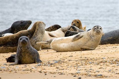 Tis The Season To See The Seals East Ruston Cottages