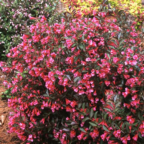 Wine And Roses Weigela Ships Now Michigan Bulb