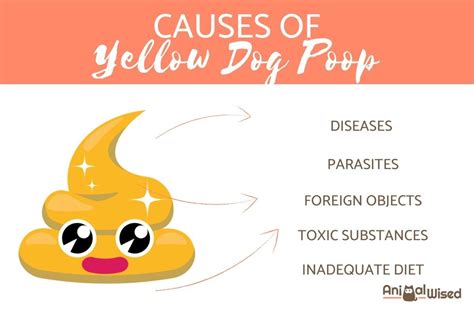 Why Is My Dogs Poop Yellow And Runny