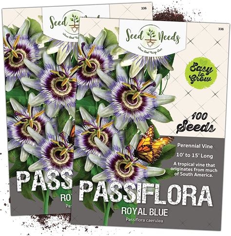 Seed Needs Blue Passion Flower Passiflora Caerulea Twin