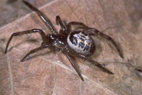 Toxic Spider Bite Leaves Soldier Unable To Walk